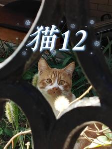 猫12小时不喝水