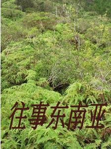 闯入缅北的一群人被抓
