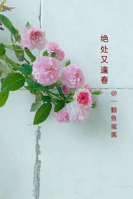 绝处逢生的上半句