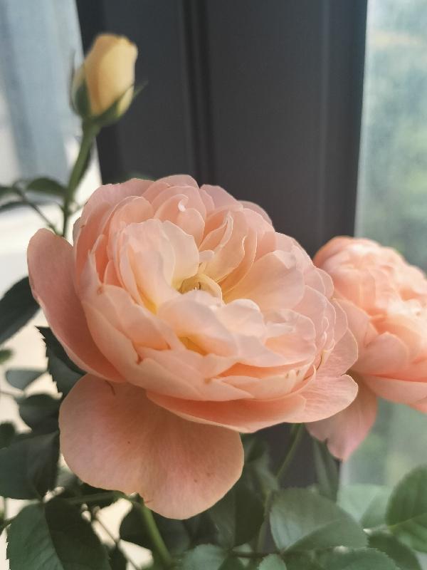 腹黑王爷强悍王妃阅读全文