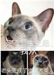 死而复生之后我从老头变成了绝世大美人剧情