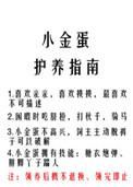 小金蛋的养护指南