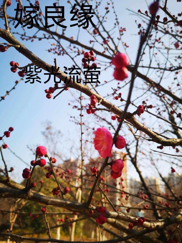 嫁良缘短剧在线观看免费